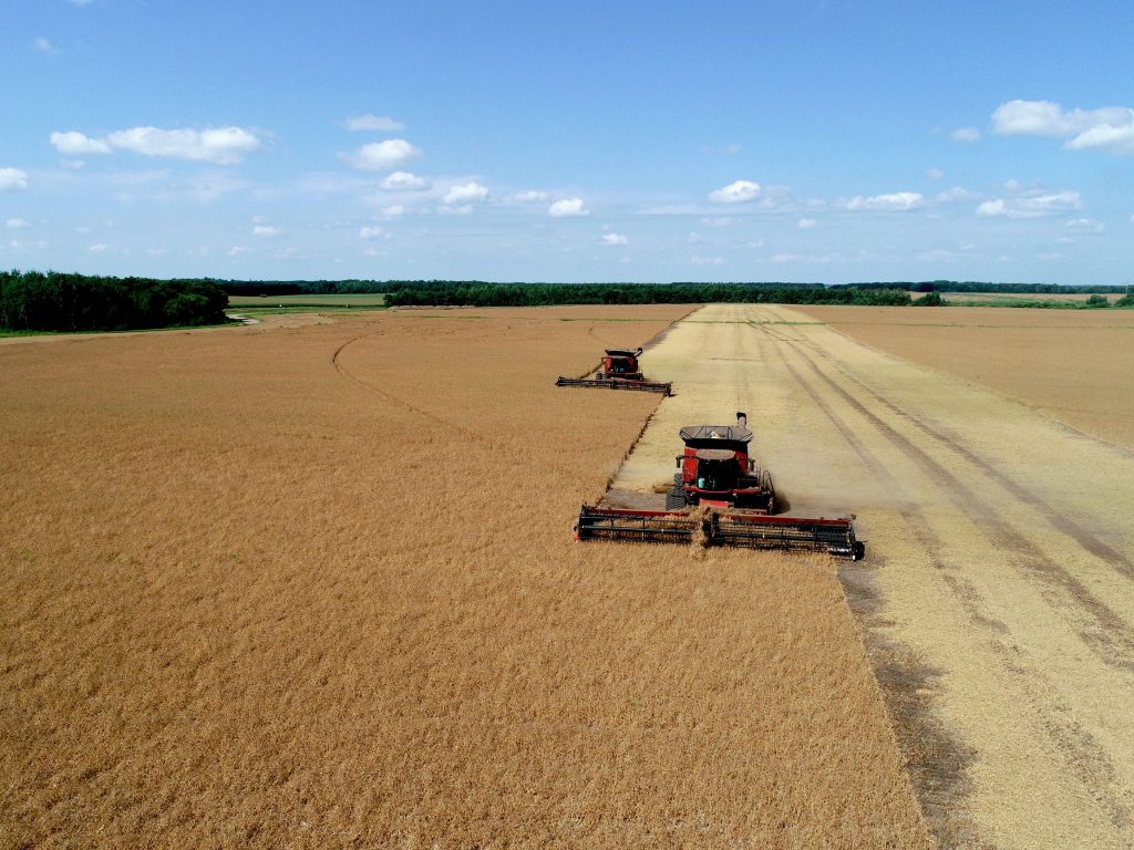 India slaps 30 per cent import duty on yellow peas from US