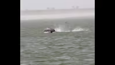 Second Dolphin survey launched in rivers in Uttar Pradesh